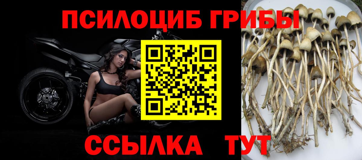 Псилоцибиновые грибы мицелий Ртищево